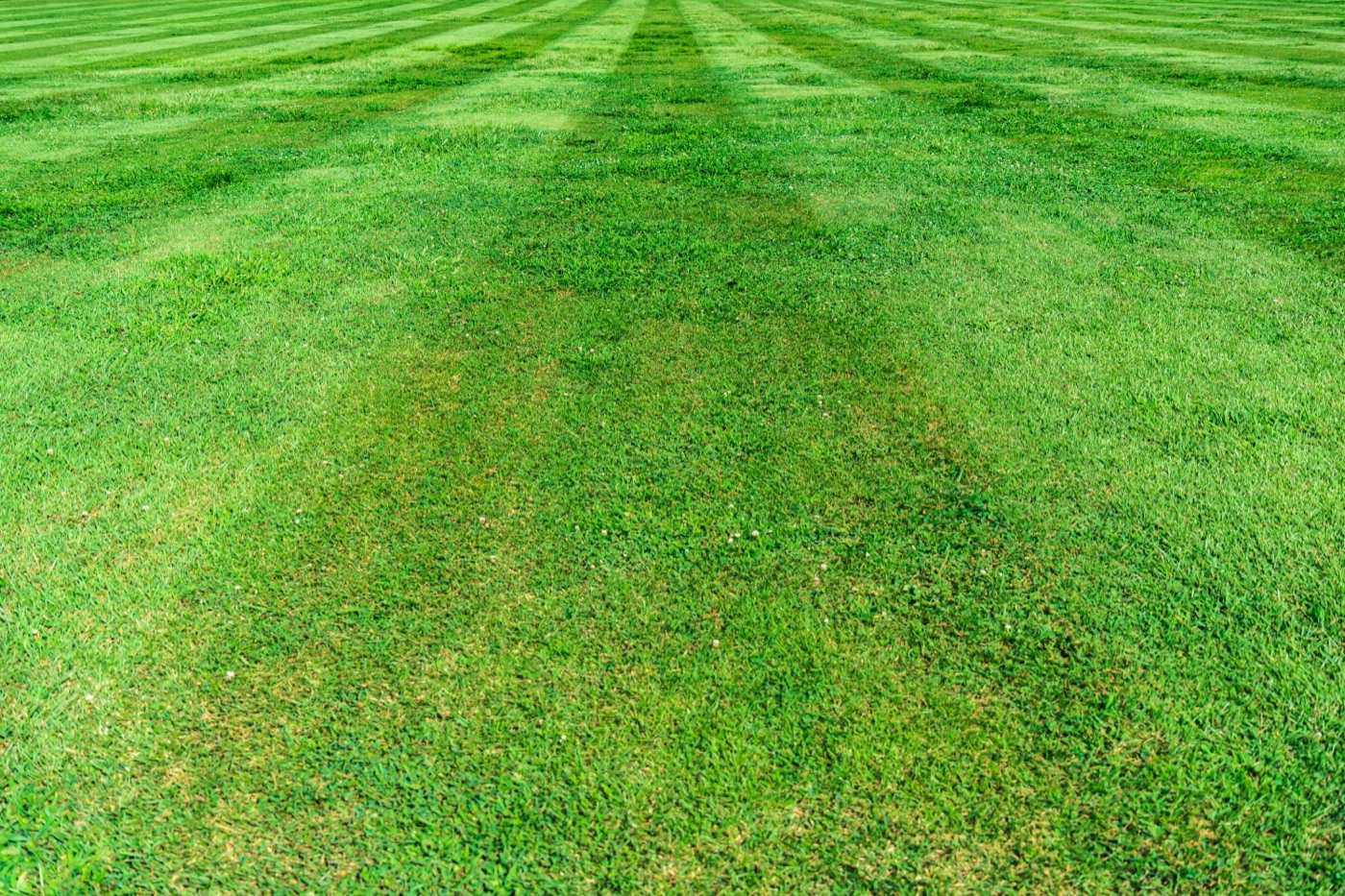 Freshly mown striped lawn result