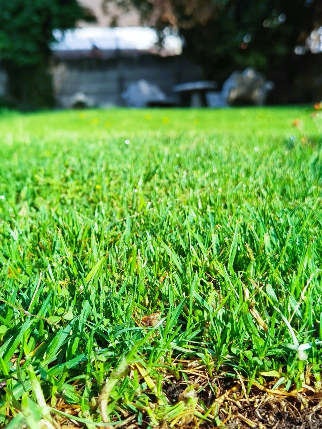 Healthy green lawn close-up — Mornington Peninsula
